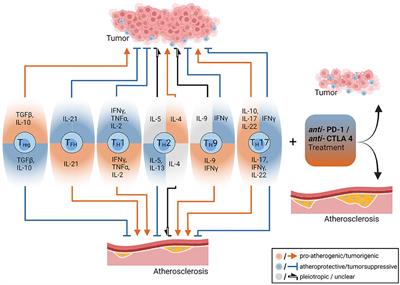 Immunotherapeutic Strategies in Cancer and Atherosclerosis—Two Sides of the Same Coin